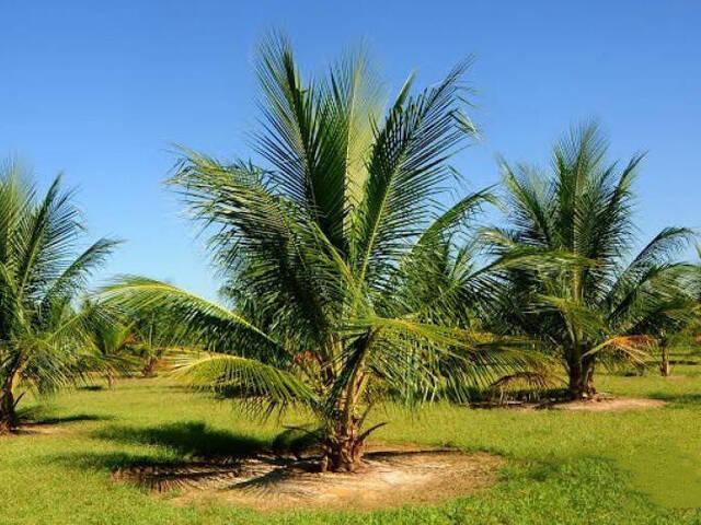 #1 - Chácara para Venda em Fortaleza - CE - 2